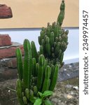 Small photo of Cereus repandus, the Peruvian apple cactus, is a large, erect, spiny columnar cactus found in South America. It is also known as giant club cactus, hedge cactus, cadushi, and kayush.