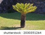 The Exotic Cycad In Nature