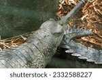 Small photo of "Gharial, also known as the Indian gharial, is a unique and endangered crocodilian species. With its long, thin snout and distinctive nasal protuberance, this fascinating reptile is native to the rive