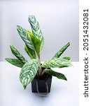 aglaonema green sun is a genus... | Shutterstock . vector #2051432081