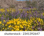 wildflowers, joshua tree national park, californa