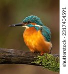 Small photo of Maharashtra, 14 Jun 2023 : The river kingfishers or pygmy kingfishers, subfamily Alcedininae, are one of the three subfamilies of kingfishers.