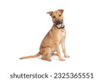 brown and white dog on a white background