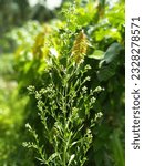 Small photo of a conyza plant, horseweed, colstail, marestail, butterweed, fleabane.