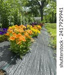 Small photo of Vertical Photo of a young orange Pansy Flower bush in front of other pansies growing in a tarp garden outside