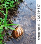 Small photo of A snail is a shelled gastropod. The name is most often applied to land snails, terrestrial pulmonate gastropod molluscs.