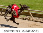 Greyhound racing at full speed on the sand track. Greyhound race.