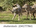 Small photo of European wolves. The gossip leader growls at something.