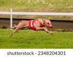 Brown greyhound with a red vest marked with a 1, is suspended in the air above the track.
