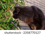 Maine Coon tomcat is sniffing a plant.