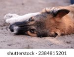 Small photo of Playing makes you tired. The six-month-old Border Collie mix has lain down in the sand to rest.