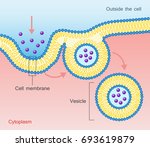 Cell Membrane vector clipart image - Free stock photo - Public Domain ...