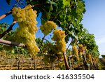Bolgheri Valley  Vineyard  Wine ...