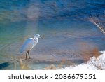 Beautiful White Bird Heron...