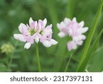 Small photo of Crown Vetch (Purple Crown Vetch). Scientific name: Securigera varia. Family: Fabaceae. Order: Fabales. Kingdom: Plantae.