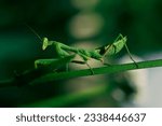 Small photo of Nature's Stealthy Hunter: Witness the fascinating praying mantis, a patient predator in its green camouflaged splendor.