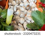 Small photo of shells shell pattern white shell cartridge shells amazing shells