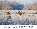 Small photo of Cold cows stood in a frozen frosty field