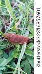 Small photo of Arion rufus. red slug,recoil slugs