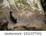 A harbor seal climbs a rocky cliff in Milford Sound, NZ, showcasing its agility. The scene highlights the fjord