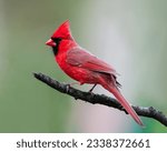 A cute red bird is sitting on a ...