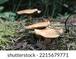 Autumn Woodland Mushrooms And...