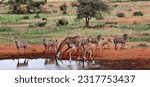 Giraffes and Zebras having a morning drink at a watering hole in Tsavo West National Park, Kenya.