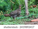 Small photo of The female Ceylon Junglefowl (Gallus lafayettii), also known as the Sri Lankan Junglefowl, exhibits a more subdued and cryptic appearance compared to its vibrant male counterpart.