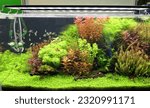 Aquarium with tropical fish jungle landscape with nature forest design tank with variety plants fish drift wood rock stone, underwater landscape with a variety of aquatic plants inside.