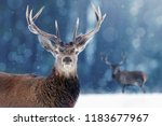 Proud Noble Deer Male In Winter ...