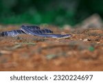 Small photo of common krait is a highly venomous snake and is a member of the "big four" species that inflict the most snakebites on humans in India