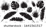 set of palm leaves silhouettes... | Shutterstock .eps vector #1641561517