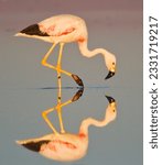 Small photo of A multitude of flamingos; Laguna Colorado, Andean flamingo and mountain reflection; Laguna Chaxa, Chile; Flamingo feather, flamingos and downy clouds; Bolivia; Flamingos taking flight; Laguna Colorado
