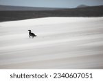 Magellanic penguins, in diagonal sand drifts; Magellanic penguin, with nesting material, isolated by wind-blown sand; Moulting King penguin; Volunteer Lagoon, East Falkland