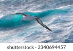 Small photo of Black-browed albatross, above the green wave, albatross framed, by stern hawsehole; in the vertical bank; blue wave; white waves; Black-browed, albatross; Southern Ocean