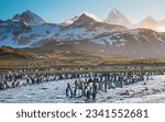 King penguins and glacier  king ...