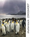 Small photo of King penguins on beach, under the foreboding sky; King penguins, on Salisbury Plain; penguins with dramatic backlight; King penguins with, a ship barely visible, through falling snow; Salisbury Plain