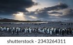 Small photo of King penguins on beach, under the foreboding sky; King penguins, on Salisbury Plain; penguins with dramatic backlight; King penguins with, a ship barely visible, through falling snow; Salisbury Plain