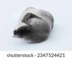 Small photo of Smiling Weddell Seal; Paradise Bay, Antarctic peninsula; Weddell seal recumbent; Paradise Bay, Antarctic peninsula; Weddell seal scratching neck; Weddell seal; Paradise Bay, Antarctic peninsula