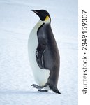 Small photo of Emperor penguin, eating snow; Inexpressible Island, Antarctica; Emperor penguin in front, of pressure ice; in full waddle; looking at the camera; Emperor penguin with, snow on beak; Inexpressible