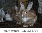Small photo of cute rabbet is seating in the cage
