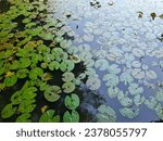 Small photo of Nymphaea, Teratai Air or Water Lily plants,  proliferate and cover a lake water's surface