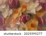 Small photo of Flowers under glass water with drops and splash. Red flower and yellow petals background. Abstract floral aesthetic. Artistic botany drops, blobs pattern