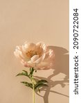 Small photo of Gentle elegant peony flower with sunlight shadows. Aesthetic bohemian floral composition