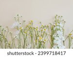 Bright chamomile daisy flowers pattern on beige background. Aesthetic summer flower texture background