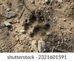 Small photo of A dog's pawprint in soft, gravelly earth.