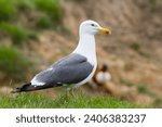 Herring Gull standing on grass close up