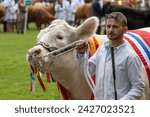 Small photo of Harrogate, North Yorkshire, UK - July 12th, 2018: The supreme beef champion at the Great Yorkshire Show on 12th July 2018 at Harrogate in North Yorkshire, England
