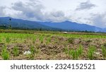 Small photo of unplowed rice fields for rice planting and beautiful mountain views