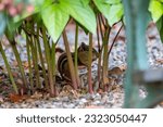 Small photo of A stealthy chipmunk finding solace behind lush foliage, its keen eyes peeking out with a playful curiosity, blending seamlessly with its green sanctuary.